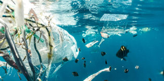 Plastics in the ocean